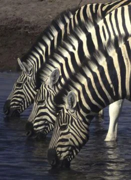 Three zebras Stock Photos
