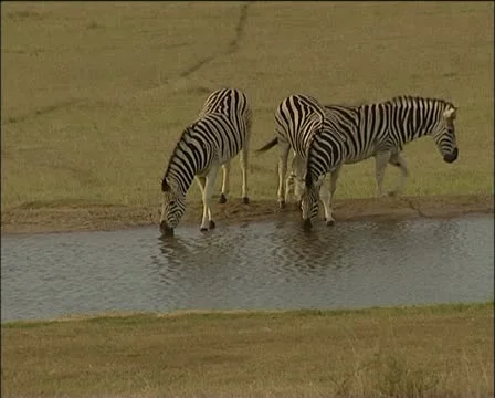 Three zebras at river Stock Footage 11624437