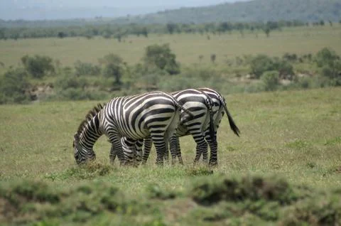 Three zebras on a row Stock Photos
