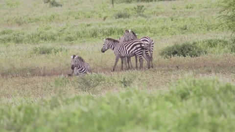 Three Zebras standing one Zebra Rolling On His back Stock Footage 77970192