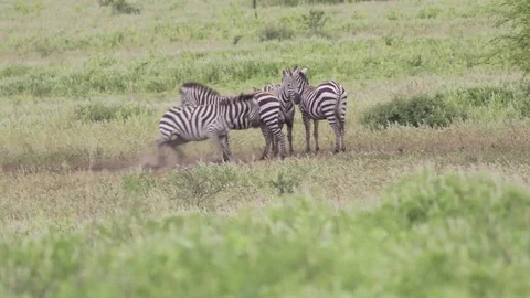 Three Zebras standing peacefully one Zebra getting up to fight Video stock 77970214