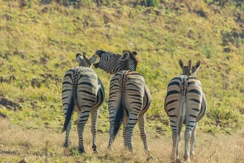 Three zebras standing in a row while one neighs Stock Photos