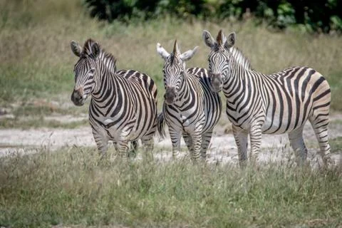 Three Zebras starring at the camera. Stock Photos