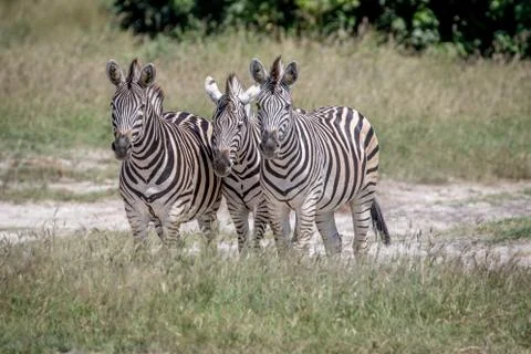 Three Zebras starring at the camera. Stock Photos