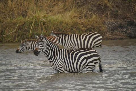 Three zebras stood in the river, one of them staring at the camera. Stock Photos