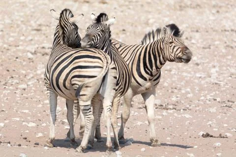 Three Zebras in touch. Stock Photos