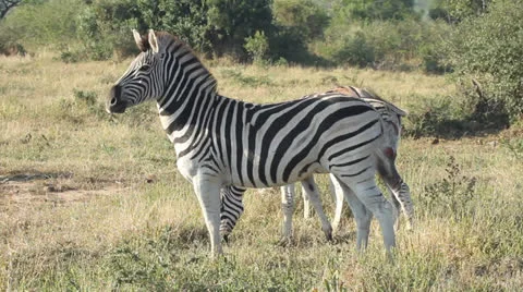 Three zebras in the veld Stock Footage 23827886