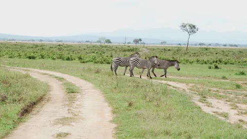 Three zebras walk along the road among the green grass of savanna Stock Footage 86856847