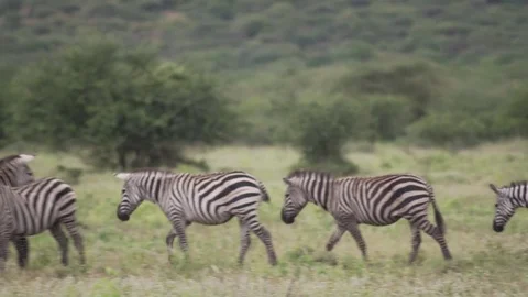 Three Zebras walking to joining their herd Stock Footage 77970294