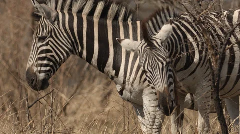 Three Zebras walking past with one scratching its face against a branch Stock Footage 54680363