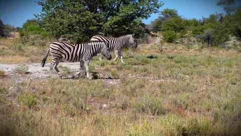 Three Zebras Walking Through Savanna Landscape. Stock Footage 313201577