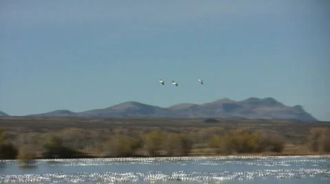 ThreeCanGeeseLanding Stock Footage 290762