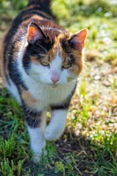Threechromatic luck cat roams through the meadow Stock Photos