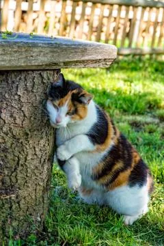 Threechromatic luck cat roams through the meadow Stock Photos