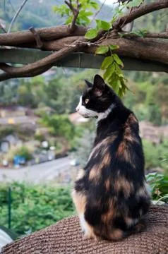 Threecolour cat Stock Photos