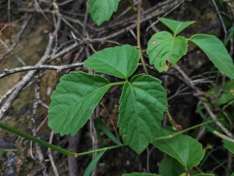 Threeleaf Cayratia Plant Stock Photos