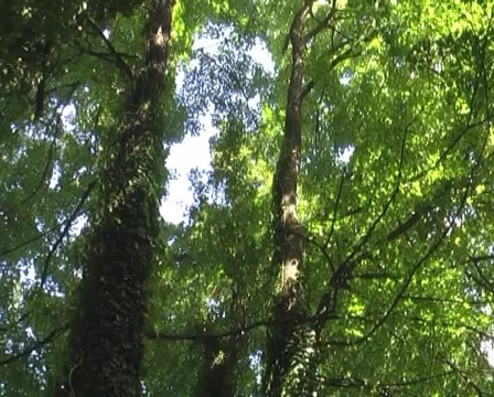 Threes Stock Footage 1078760