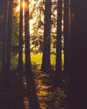 Threes light thru sun Stock Photos