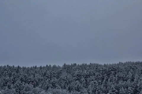 Threes in norway in winter time Stock Photos