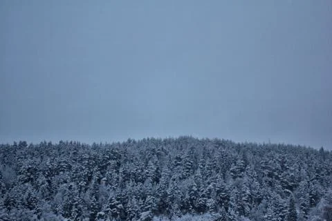 Threes in norway in winter time Stock Photos