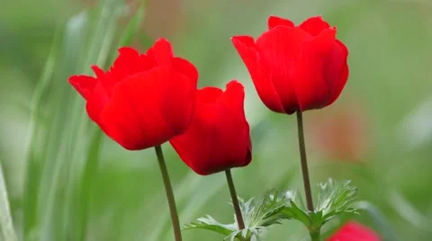 Threesome anemone Stock Footage 57651742