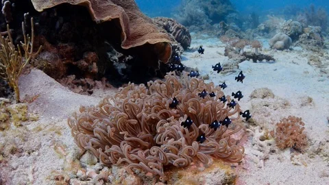 Threespot Dascyllus in Anemone Stock Footage 112233918