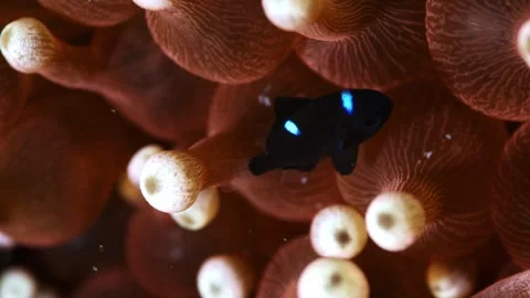 Threespot Dascyllus Anemone Macro 4K C0419 Видео 340536318