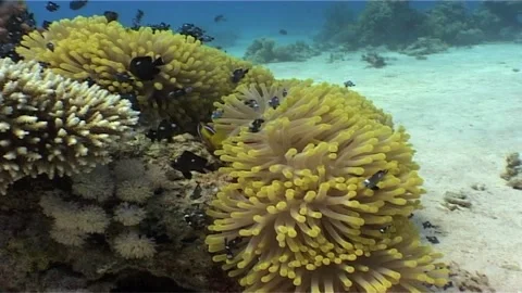 Threespot Dascyllus Exploring a Reefscape Stock Footage 301019020