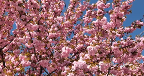 Three,Spring New York  Stock Footage 129523730