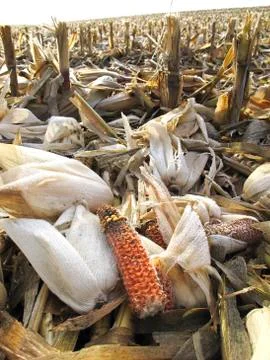 Threshed Corncobs Stock Photos
