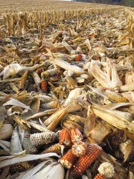 Threshed Corncobs Stock Photos