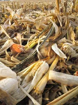 Threshed Corncobs Stock Photos