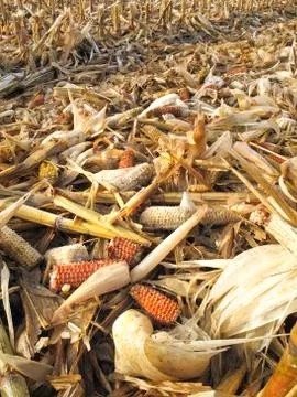 Threshed Corncobs Foto stock