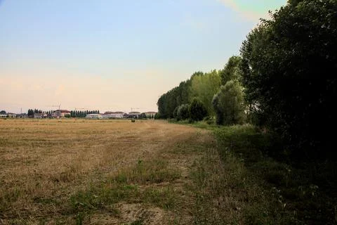 Threshed wheat field bordered by trees at sunset in summer Stock Photos