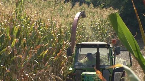 Thresher in field of corn silage Vídeo Stock 35712932