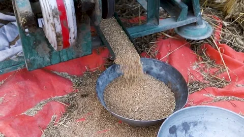 Thresher machine working in the field separating wheat grain from husk straw. Video stock 246836469