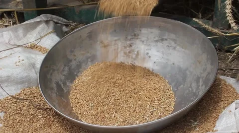 Thresher is running on tractor engine to separate wheat grains Stock Footage 46953320