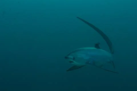 Thresher shark approaching Stock Photos
