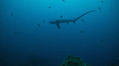 Thresher shark on a deep Atoll Stock Footage 54279855