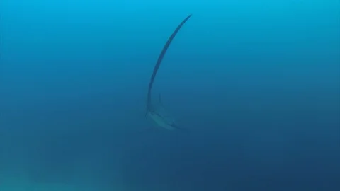Thresher Shark Diving Deep Blue Sea At Monad Shoal Malapascua Philippines Sea Stock Footage 113807629