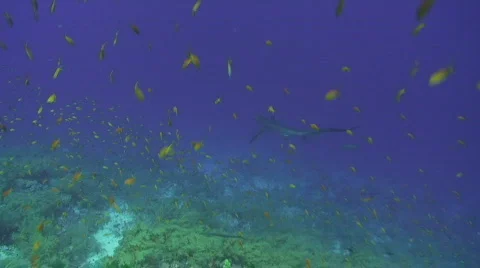 Thresher Shark Stock Footage 738978