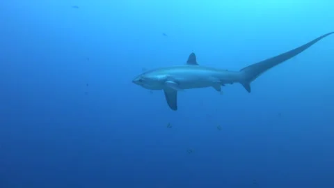 Thresher Shark Stock Footage 263400340