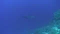 Thresher Shark - long view HD Footage