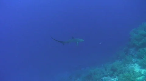 Thresher Shark - long view Stock Footage 738979