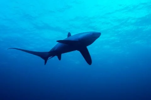 Thresher shark Foto stock