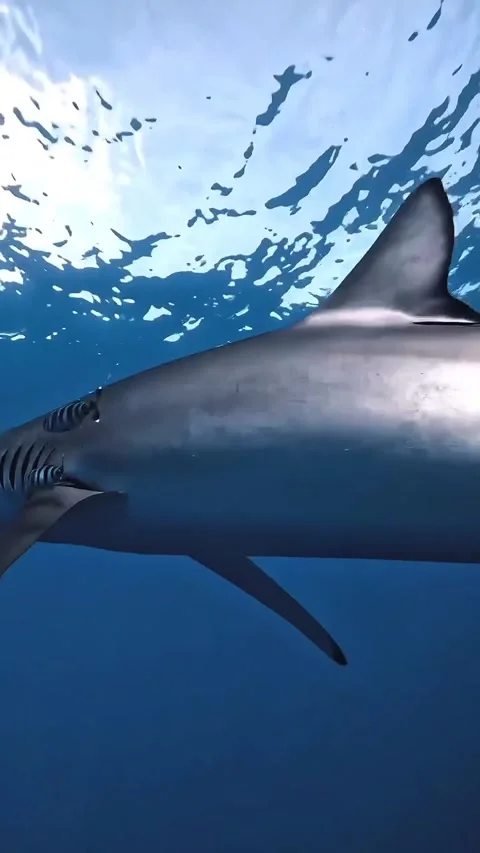 Thresher shark in the sea Stock Footage 321234473