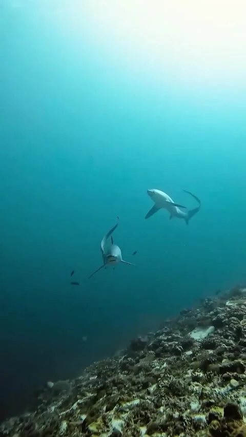 Thresher shark in the sea Stockbeeldmateriaal 330898326