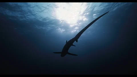 Thresher Shark Swimming in Deep Blue Open Ocean Stock Footage 336531952