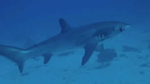 Thresher Shark Swimming right in front of me Stock Footage 257420547