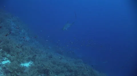 Thresher shark turning close to reef, Red Sea, Egypt Stock-Footage 62293217